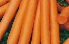 Сорт моркови: Маэстро f1